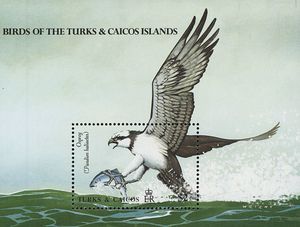 Osprey (Pandion haliaetus)